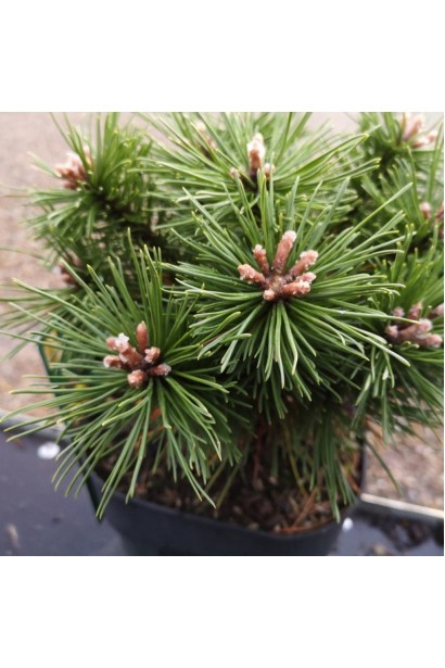 Сосна карликова Бенджамін саджанці